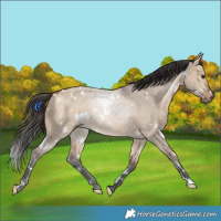 Horse Color:White Spotted Bay Dun