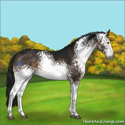 Horse Color:Gray White Spotted Brown Dun