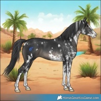 Horse Color:White Spotted Black 
