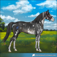 Horse Color:White Spotted Black 