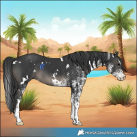 Horse Color:White Spotted Black 