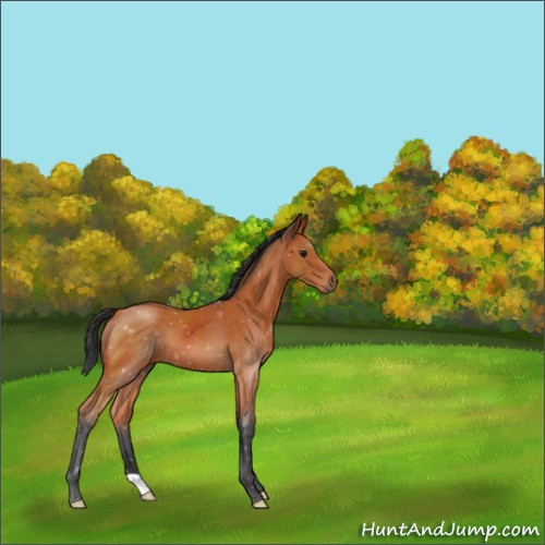 Horse Color:Bay 