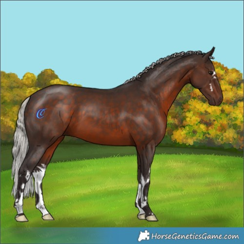 Horse Color:White Spotted Silver Brown
