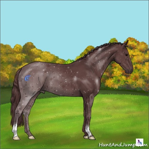 Horse Color:Chocolate Black 
