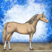 Horse Color:Red Dun Roan Splash Frame Rabicano 