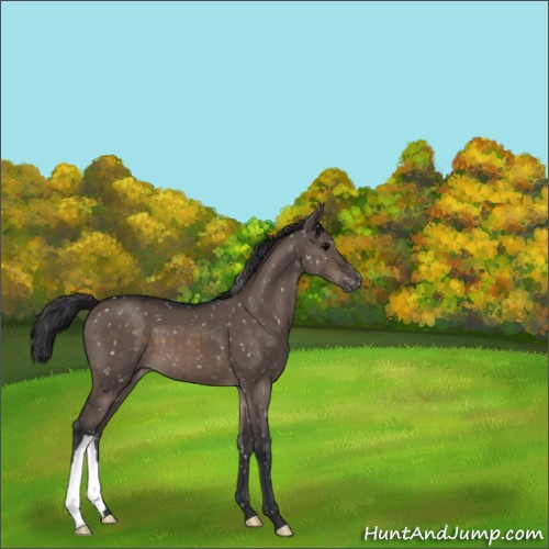 Horse Color:Brown Dun Appaloosa 
