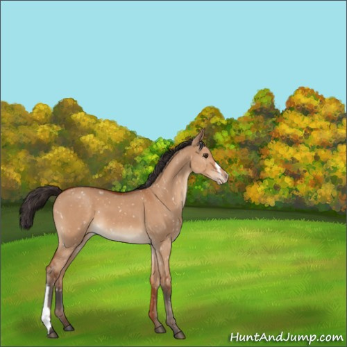 Horse Color:Bay Dun Appaloosa 