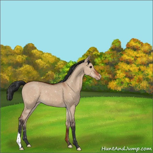 Horse Color:Bay Dun Appaloosa 