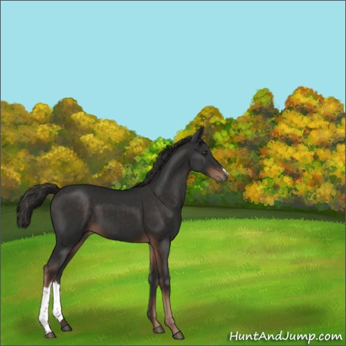 Horse Color:Liver Chestnut 