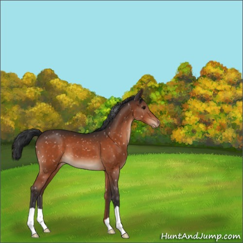Horse Color:Bay Appaloosa 