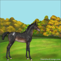 Horse Color:Brown Appaloosa 