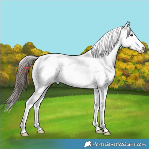 Horse Color:Brown Tobiano Appaloosa 