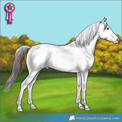 Horse Color:Brown Tobiano Appaloosa 
