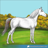 Horse Color:Brown Tobiano Appaloosa 