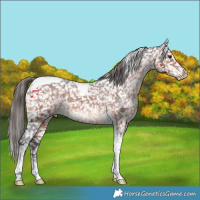 Horse Color:Brown Tobiano Appaloosa