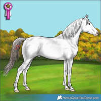 Horse Color:Brown Tobiano Appaloosa 