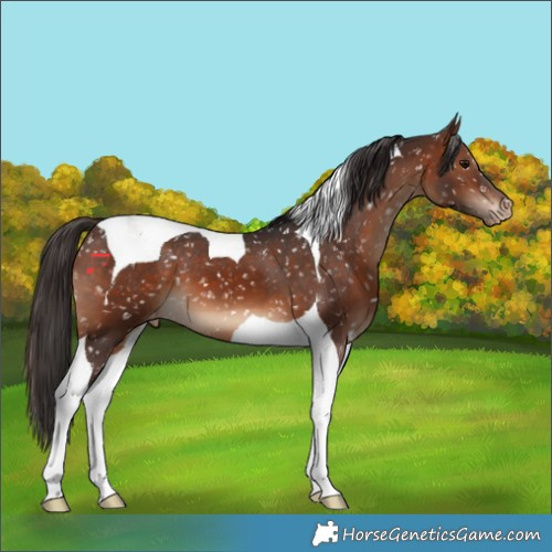 Horse Color:Brown Tobiano Appaloosa 