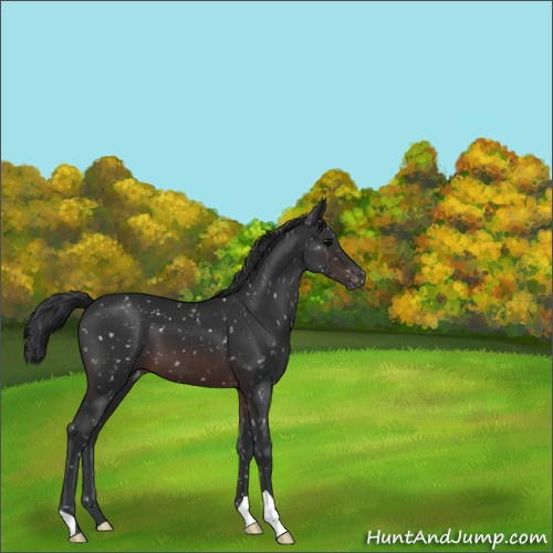 Horse Color:Brown Appaloosa 