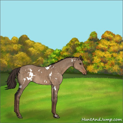 Horse Color:White Spotted Liver Red Dun 