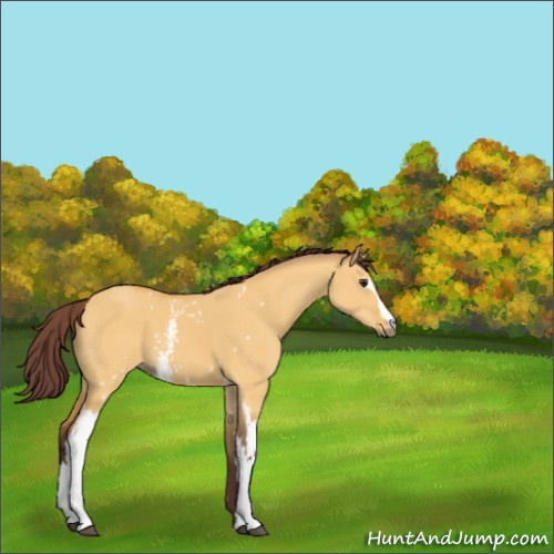 Horse Color:White Spotted Chocolate Buckskin Dun 