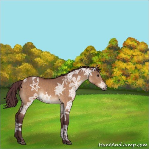 Horse Color:Chocolate Bay Ice Dun 