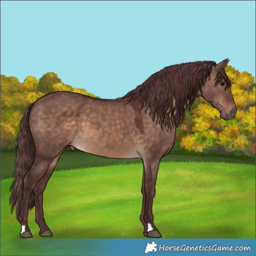 Horse Color:Chocolate Brown Dun 