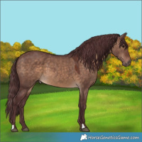 Horse Color:Chocolate Brown Dun 