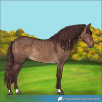 Horse Color:Chocolate Brown Dun
