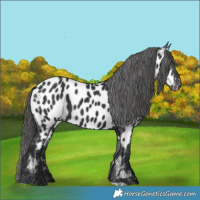 Horse Color:Black Appaloosa