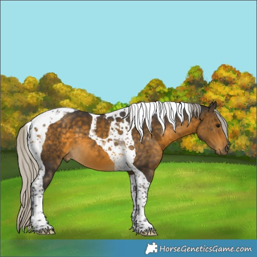 Horse Color:Silver Buckskin Tobiano 