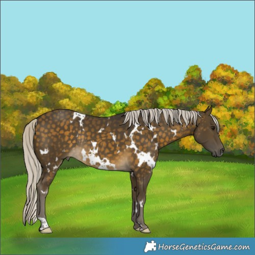 Horse Color:White Spotted Silver Buckskin Rabicano 