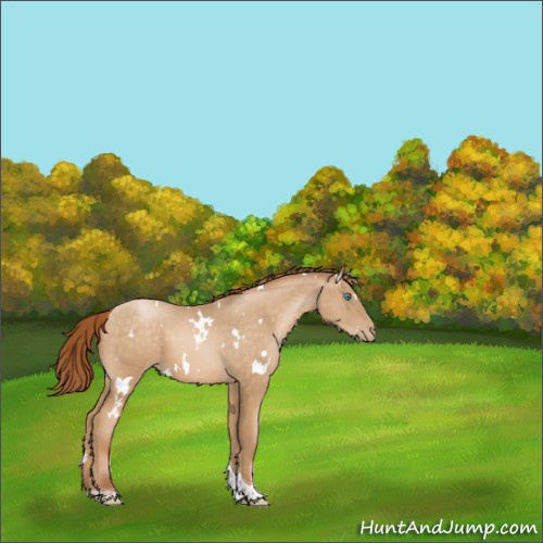 Horse Color:White Spotted Buckskin Pearl Tobiano 
