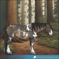 Horse Color:White Spotted Buckskin Sabino Rabicano 