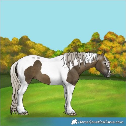 Horse Color:Gray Silver Buckskin Dun Tobiano 