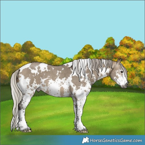 Horse Color:Gray White Spotted Silver Brown Dun Sabino 