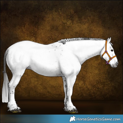 Horse Color:Gray Bay Sabino 