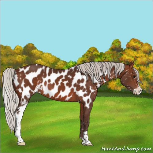 Horse Color:Silver Brown Sabino Appaloosa 