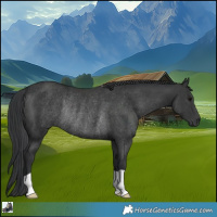 Horse Color:Black Rabicano 
