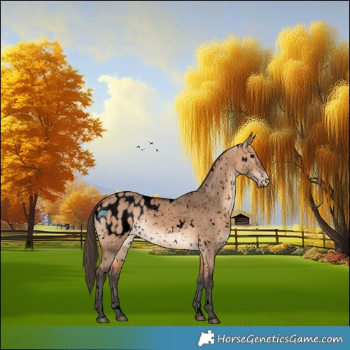 Horse Color:Void White Spotted Bay Dun Appaloosa 
