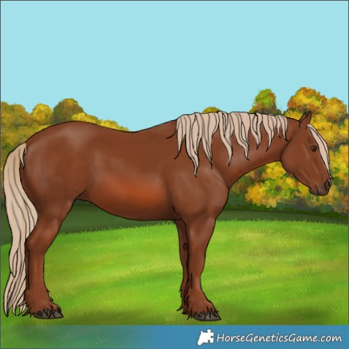 Horse Color:Chestnut 