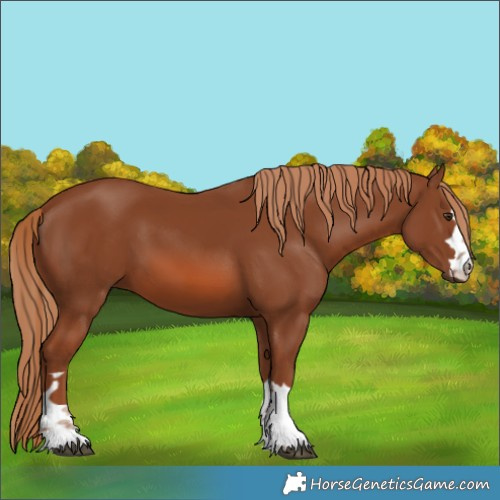 Horse Color:Chestnut 
