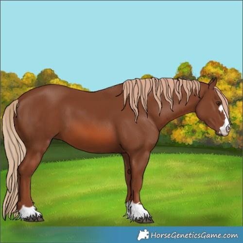 Horse Color:Chestnut 