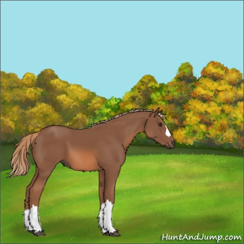 Horse Color:Chestnut 