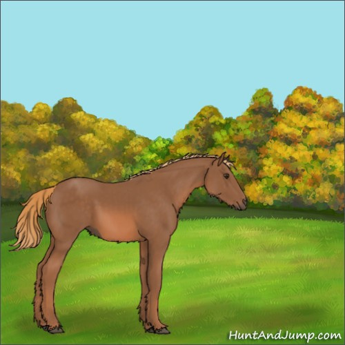 Horse Color:Chestnut 