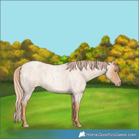 Horse Color:Gold Champagne Roan 