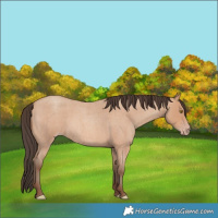 Horse Color:Amber Champagne Roan 