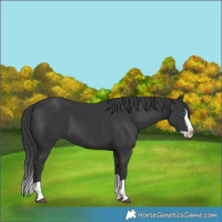 Horse Color:Black Splash