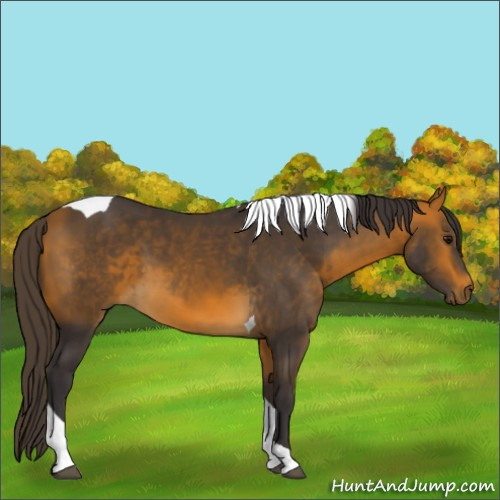 Horse Color:Buckskin Tobiano