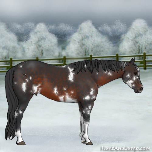Horse Color:White Spotted Brown Tobiano 