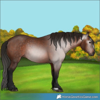 Horse Color:Gray Bay 